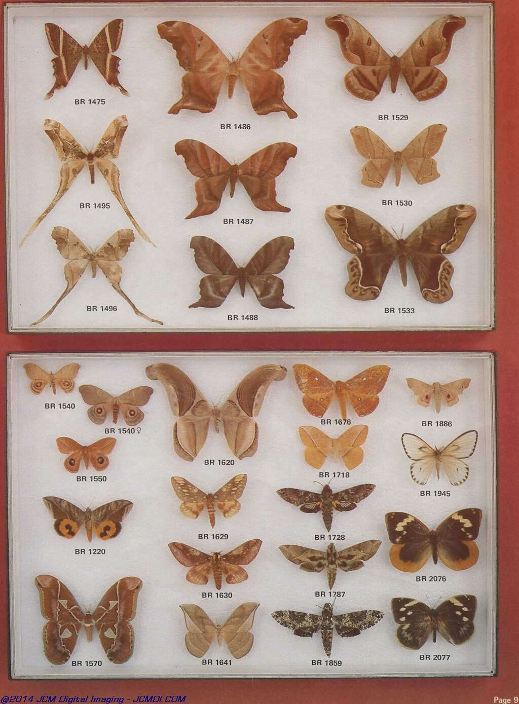 The Butterfly Company (NY) 20 page catalog 1978